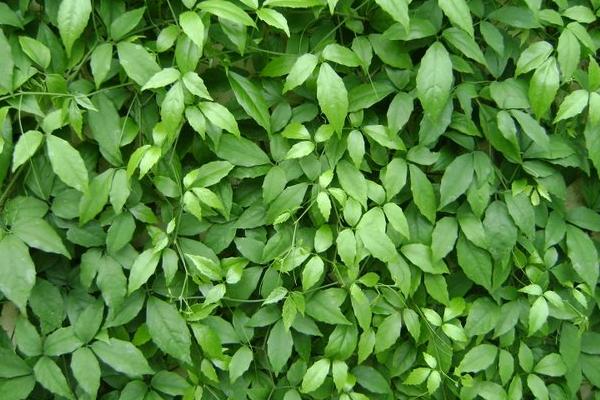 農業種植好項目