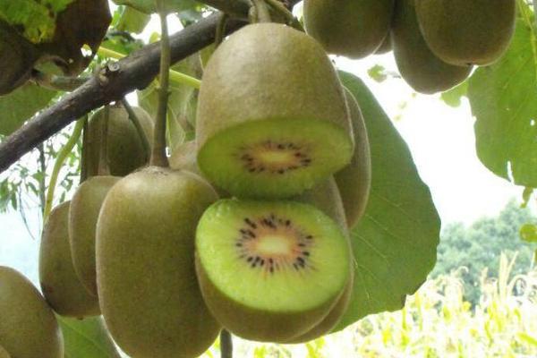 農業種植好項目