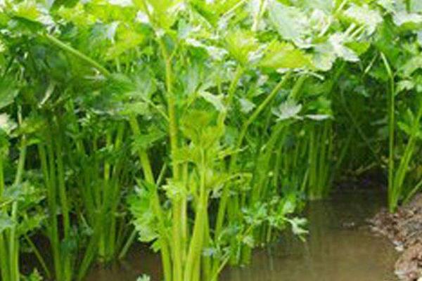 小香芹種植方法和時間