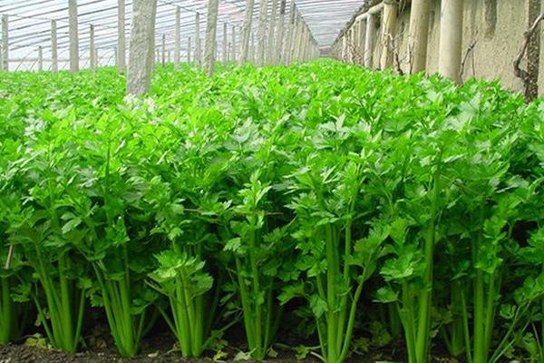 小香芹種植方法和時間