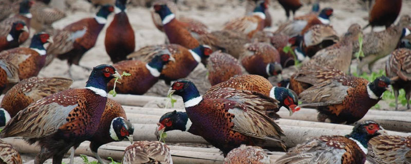 北方特色養殖項目，三大項目介紹