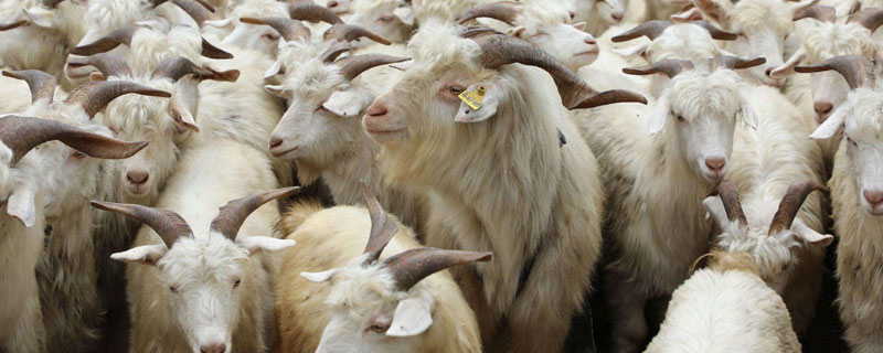 羊吃的飼料有哪些?一般飼料店都有賣