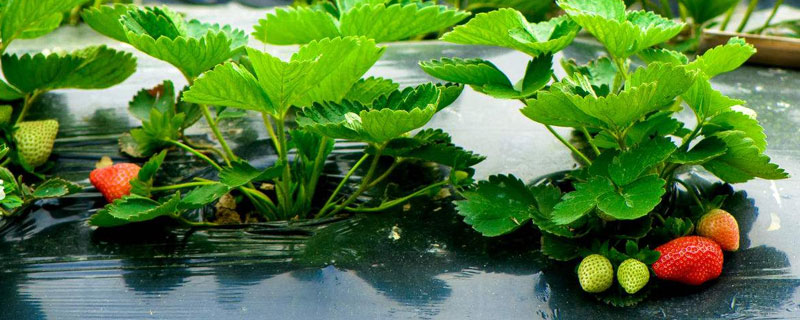 種草莓用什么肥料好？施肥注意事項