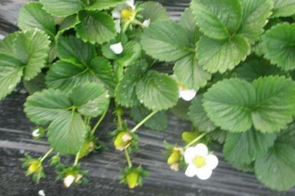 種草莓用什么肥