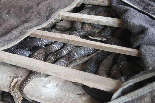 蛇怎么養殖