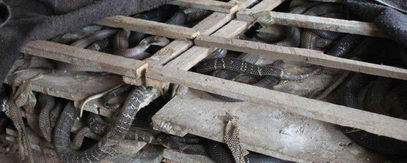 蛇怎么養殖？建造蛇房，幼蛇飼養方法