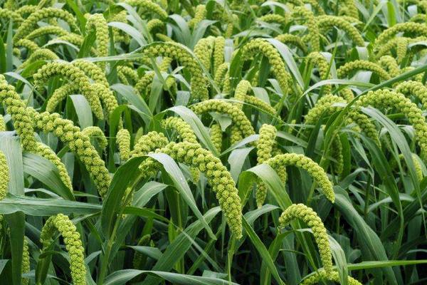 谷子種植時(shí)間