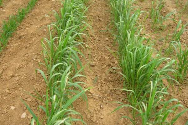 谷子種植時(shí)間