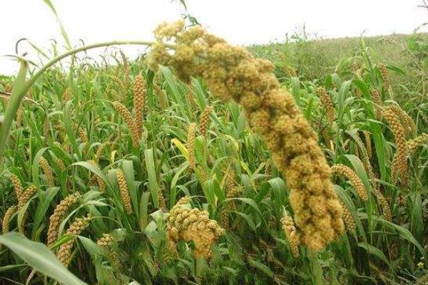 谷子種植時(shí)間