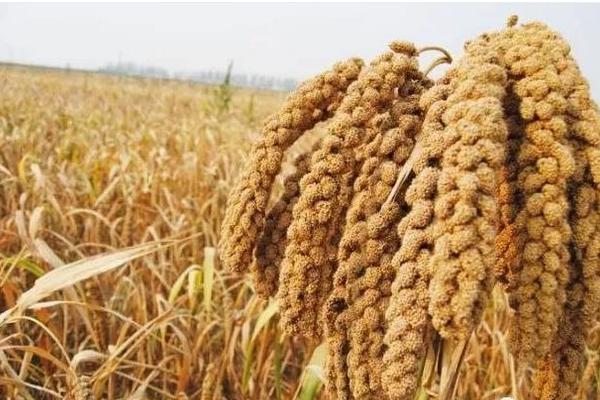 谷子種植時(shí)間