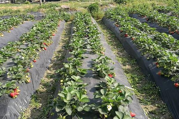 露天草莓種植時間
