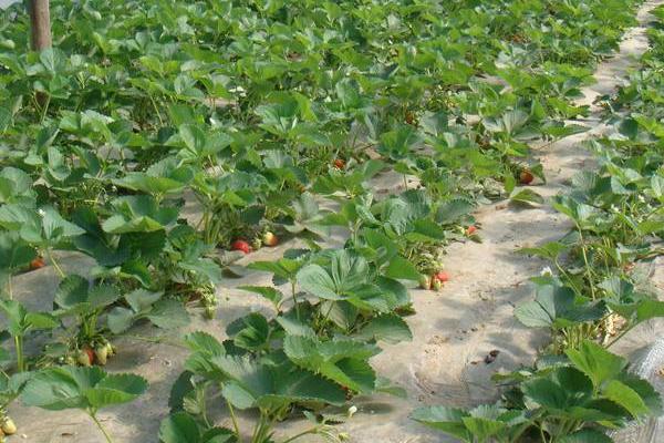 露天草莓種植時間