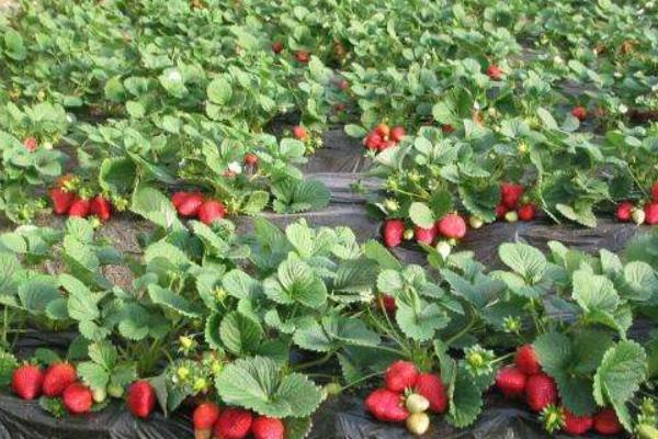 露天草莓種植時間