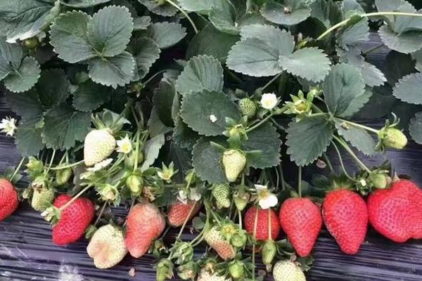 露天草莓種植時間