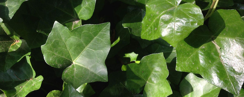 鐵肥對植物的作用是什么?有讓葉片更翠綠的功能