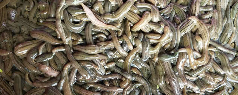 水蛭養殖的成敗關鍵在于技術