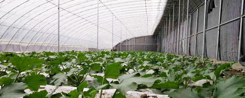 反光膜的作用是什么？農(nóng)業(yè)方面用好可增產(chǎn)