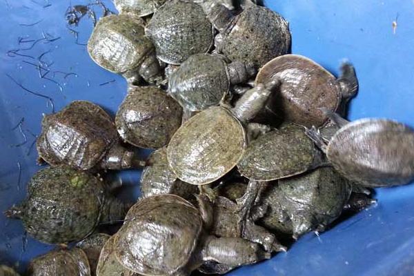 網(wǎng)圍養(yǎng)殖生態(tài)甲魚效益高