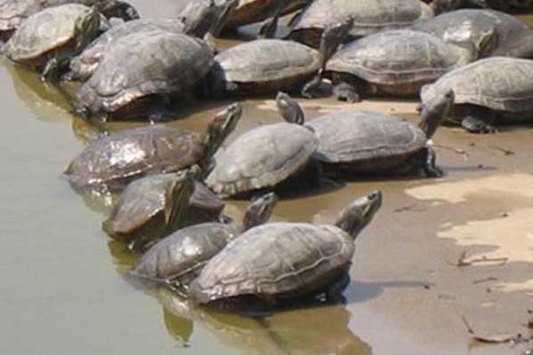 網(wǎng)圍養(yǎng)殖生態(tài)甲魚效益高