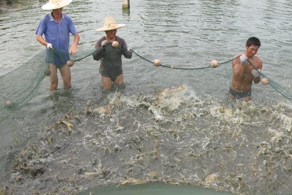 網(wǎng)圍養(yǎng)殖生態(tài)甲魚效益高