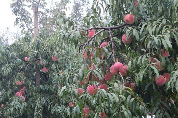 桃樹全年用藥表