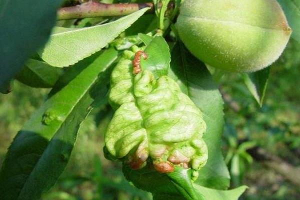 桃樹全年用藥表