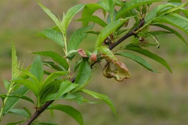 桃樹全年用藥表