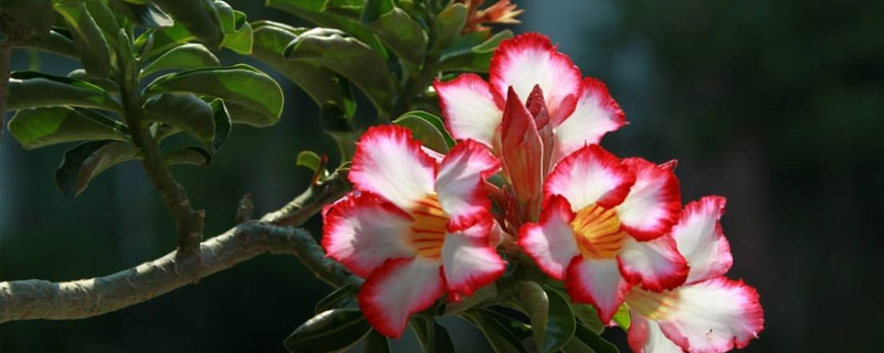 沙漠玫瑰花的養(yǎng)殖方法和注意事項(xiàng)