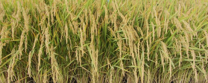 勁駝復合肥是哪產的