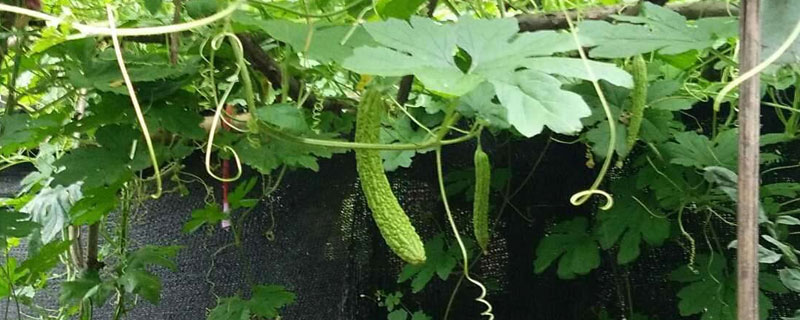 苦瓜種植時間及技術要點