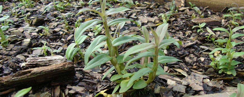特色養殖種植項目，8個好項目分析