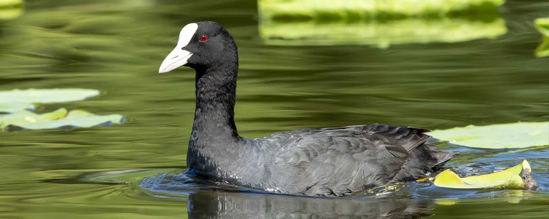 白骨頂雞大約多錢一只,價格在120至160左右