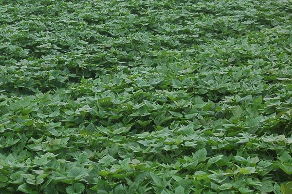 勁駝復合肥是哪產的