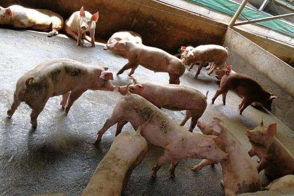 養豬場養殖廢水處理的一點認識