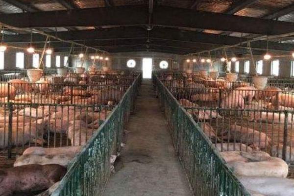 養豬場養殖廢水處理的一點認識