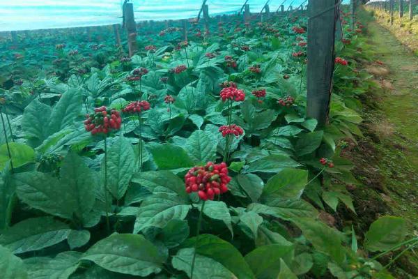 西洋參種植條件和方法