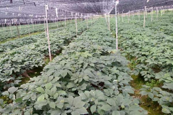 西洋參種植條件和方法