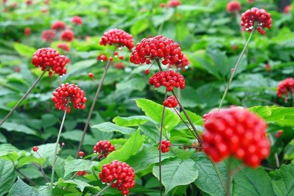 西洋參種植條件和方法