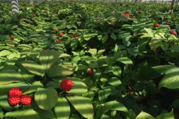 西洋參種植條件和方法