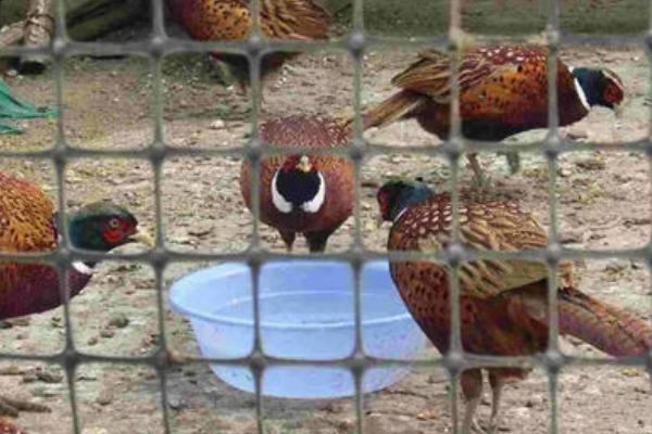 山雞苗和野雞苗到底在哪里買