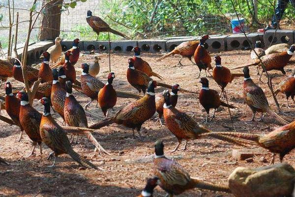山雞苗和野雞苗到底在哪里買
