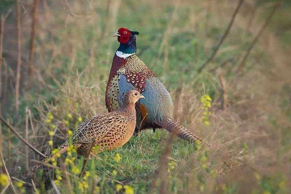 山雞苗和野雞苗到底在哪里買