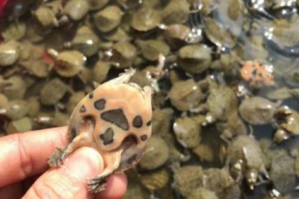 網(wǎng)圍養(yǎng)殖生態(tài)甲魚效益高