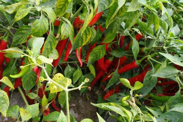 辣椒樹的種植方法技術