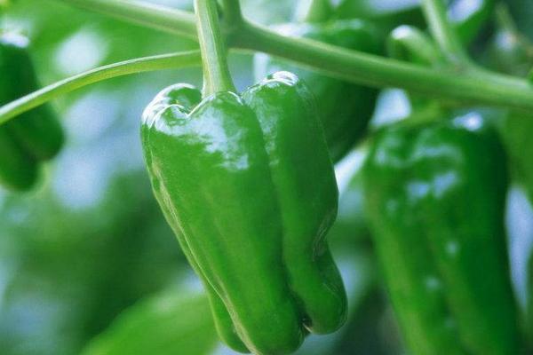 辣椒樹的種植方法技術