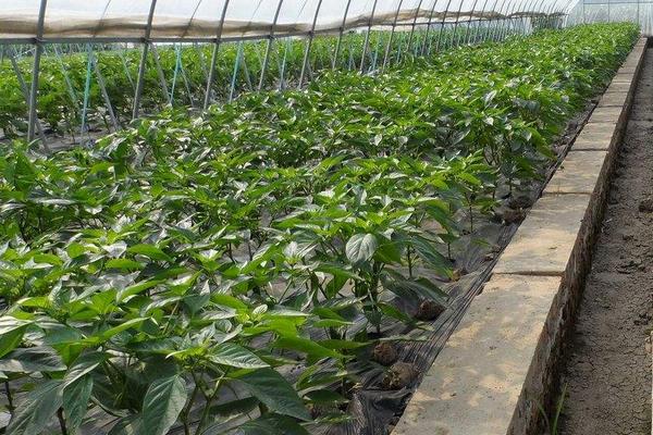 辣椒樹的種植方法技術