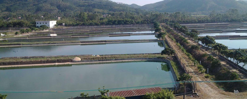 網(wǎng)圍養(yǎng)殖生態(tài)甲魚效益高，小圍網(wǎng)養(yǎng)殖技術(shù)