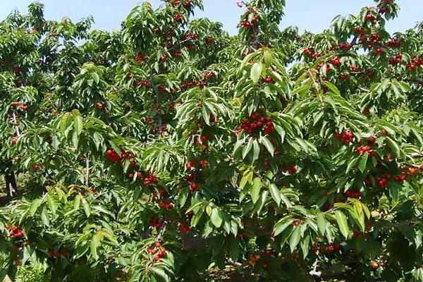 貴州有車厘子種植嗎