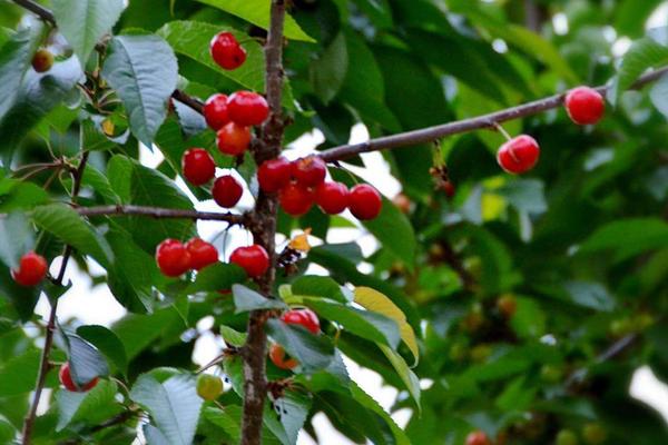 貴州有車厘子種植嗎