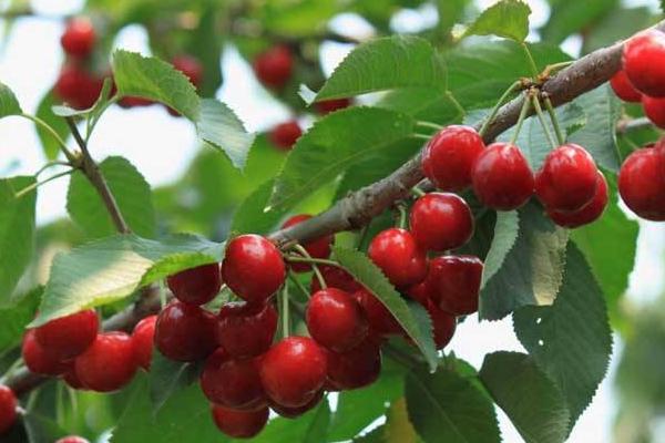 貴州有車厘子種植嗎